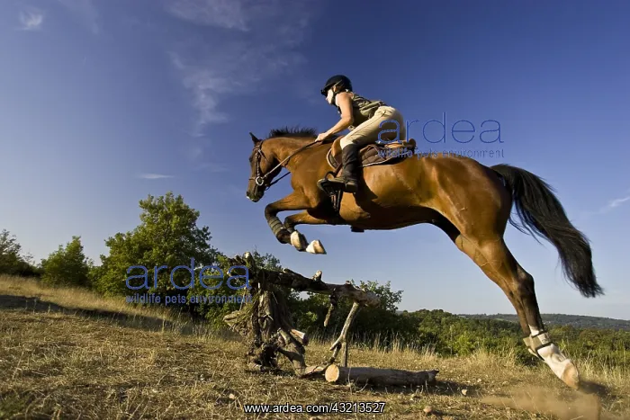 : Rider on horse jumping over a trunk France : Rider on horse jumping over a trunk France