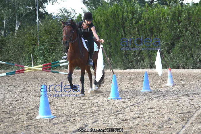 : Rider practicing pennants game Rider exercise : Rider practicing pennants game Rider exercise