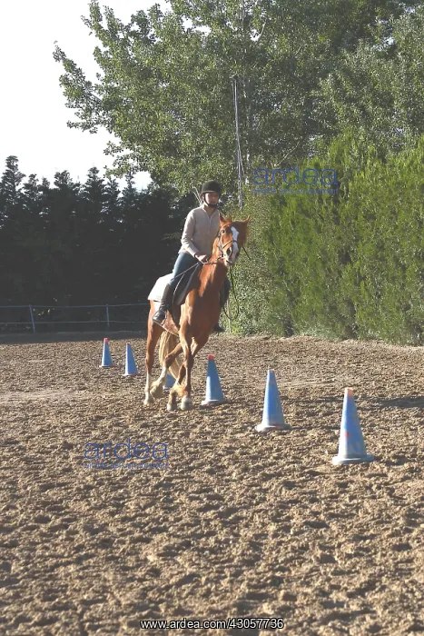 : Rider practicing slalom Rider exercise : Rider practicing slalom Rider exercise