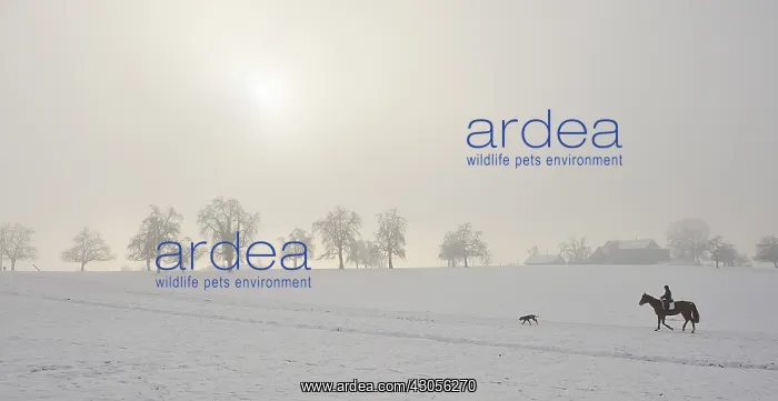  : Rider taking a promenade in the snowy countryside Ottenbach