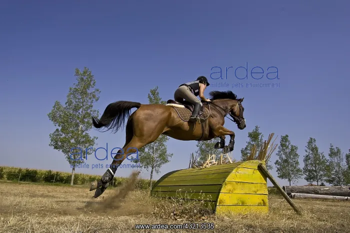 : Rider on Thoroughbred horse jumping over an cross obstacle : Rider on Thoroughbred horse jumping over an cross obstacle