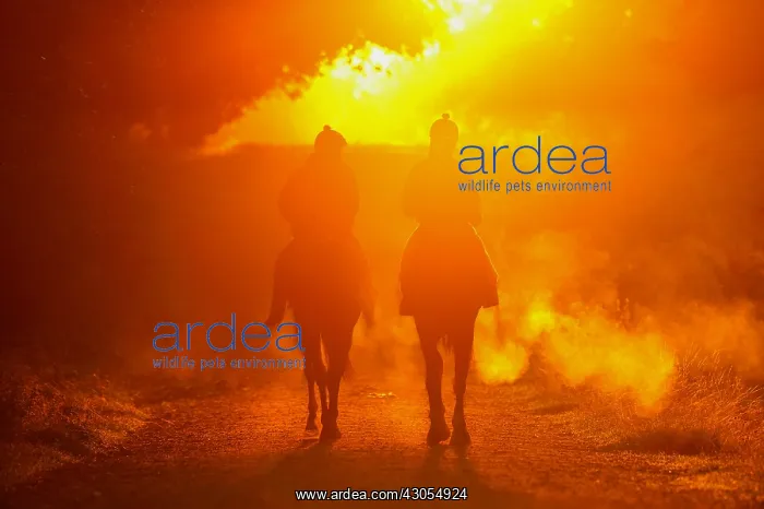 : Riders at dawn Forest Dyrehaven Denmark : Riders at dawn Forest Dyrehaven Denmark