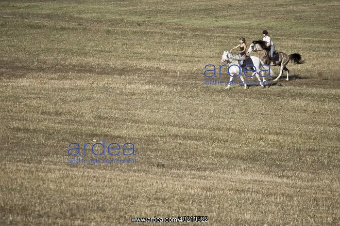 : Riders galloping on Barbe stallions breeding : Riders galloping on Barbe stallions breeding
