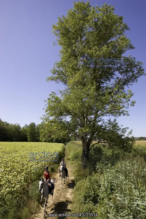 : Riders on horses Barbe along a field of sunflowers France : Riders on horses Barbe along a field of sunflowers France