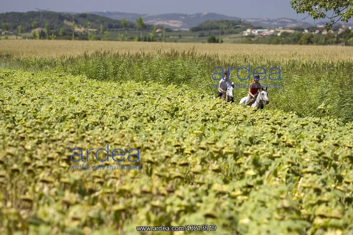 : Riders on horses Barbe along a field of sunflowers France : Riders on horses Barbe along a field of sunflowers France