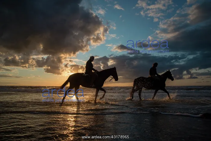 : Riders and horses in water at dusk : Riders and horses in water at dusk