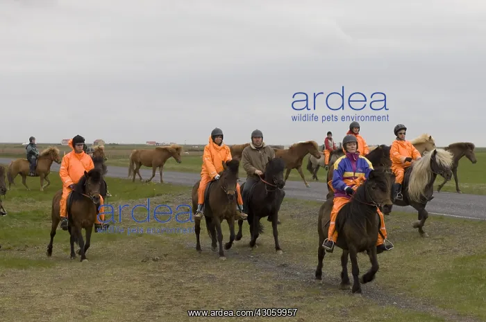 : Riders near Vik South coast Iceland : Riders near Vik South coast Iceland