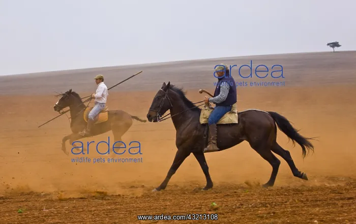  : Riders pushing a herd of bulls Andalusia Spain