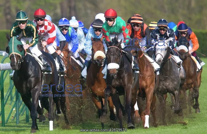 : Riders and Racehorses galloping around racecourse : Riders and Racehorses galloping around racecourse