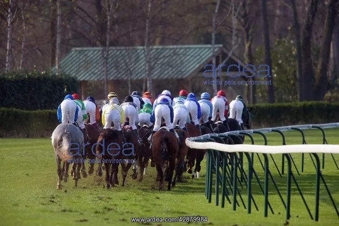 : Riders and Racehorses galloping around racecourse : Riders and Racehorses galloping around racecourse