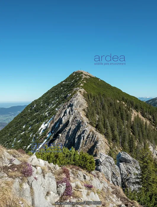 : Ridge and summit of the Brecherspitz with remaining : Ridge and summit of the Brecherspitz with remaining