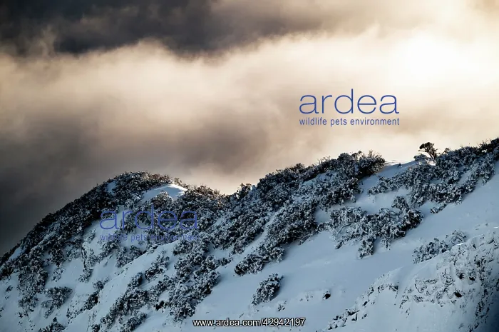 : Ridge on the summit of Mount Buller Mount Buller : Ridge on the summit of Mount Buller Mount Buller