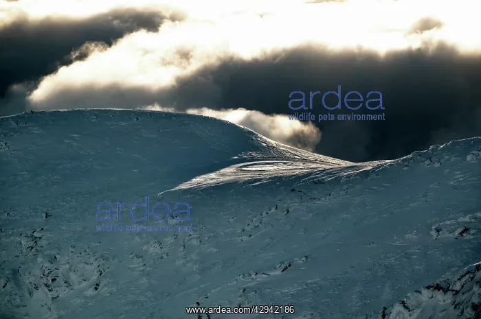  : Ridge to summit of Mount Buller Mount Buller Alpine