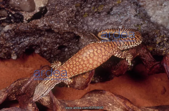 : Ridge Tail Monitor : Ridge Tail Monitor