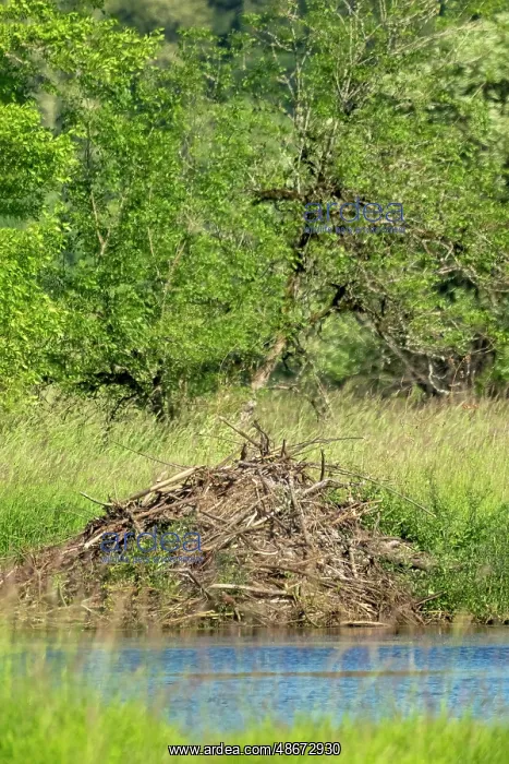 : Ridgefield National Wildlife Refuge, Ridgefield, Washington : Ridgefield National Wildlife Refuge, Ridgefield, Washington