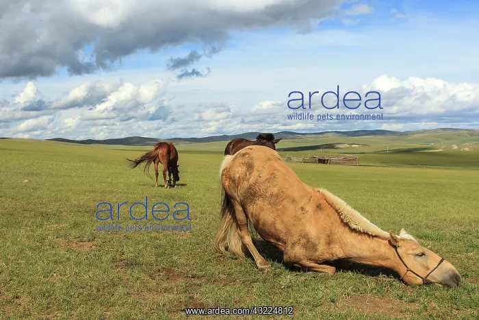 : Riding horses at rest in the Mongolian steppe - Mongolia : Riding horses at rest in the Mongolian steppe - Mongolia