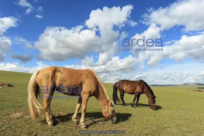 : Riding horses at rest in the Mongolian steppe - Mongolia : Riding horses at rest in the Mongolian steppe - Mongolia