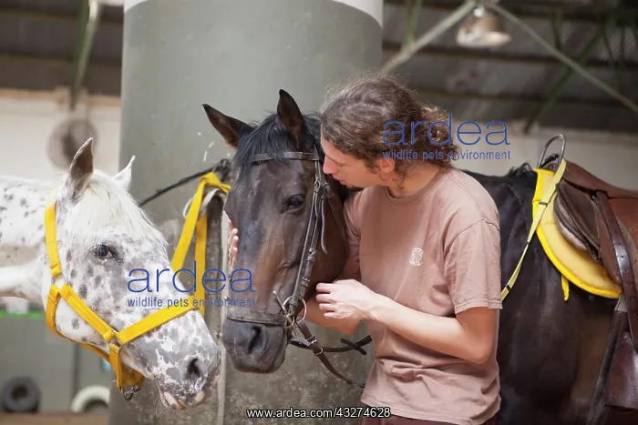 : Riding instructor whispering in the ear of a horse : Riding instructor whispering in the ear of a horse