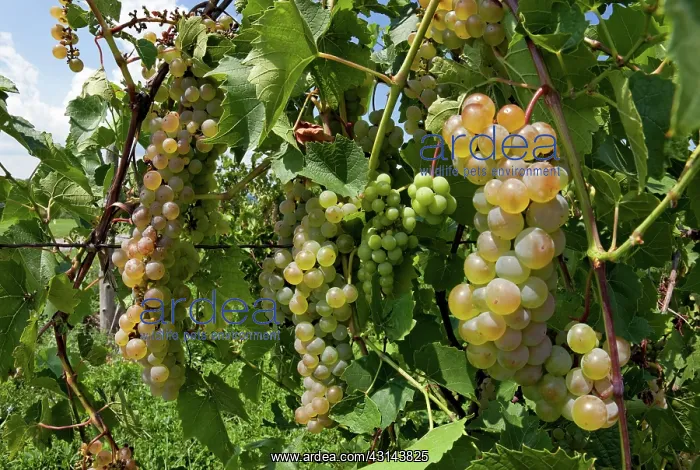 : Riesling Grapes : Riesling Grapes