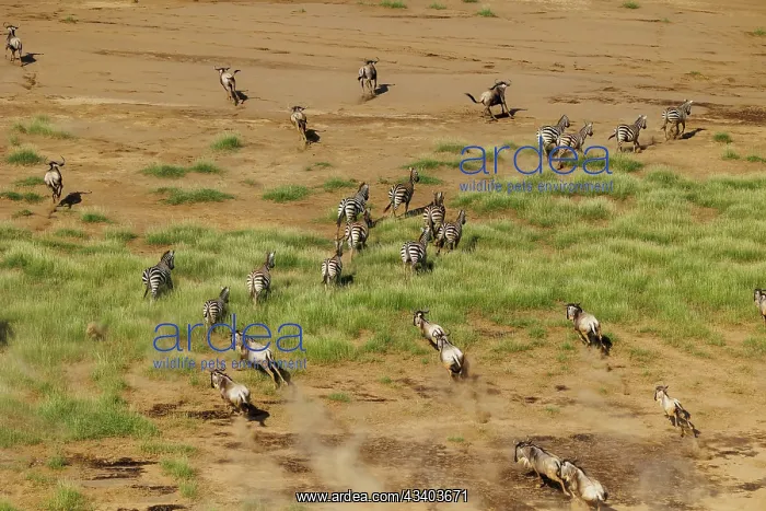 : Rift valley at Lake Magadi in Kenya with blue wildebeest and : Rift valley at Lake Magadi in Kenya with blue wildebeest and
