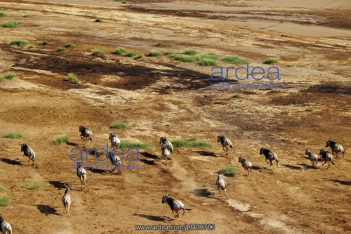 : Rift valley at Lake Magadi in Kenya with blue wildebeest : Rift valley at Lake Magadi in Kenya with blue wildebeest