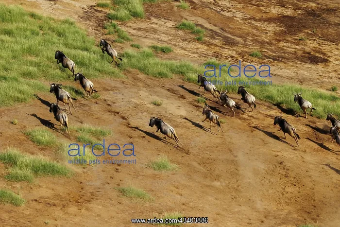 : Rift valley at Lake Magadi in Kenya with blue wildebeest : Rift valley at Lake Magadi in Kenya with blue wildebeest