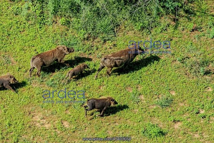 : Rift valley at Lake Magadi in Kenya with common warthog : Rift valley at Lake Magadi in Kenya with common warthog
