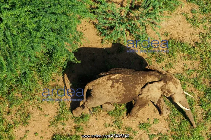 : Rift valley at Lake Magadi in Kenya with elephant : Rift valley at Lake Magadi in Kenya with elephant
