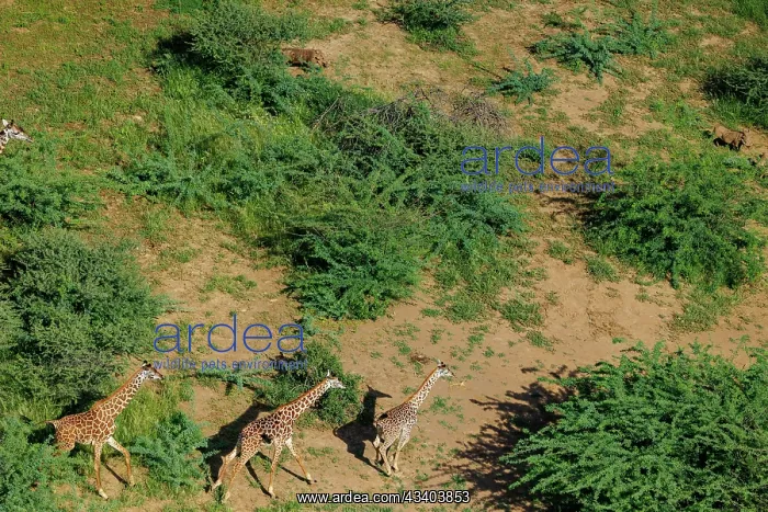 : Rift valley at Lake Magadi in Kenya with giraffe