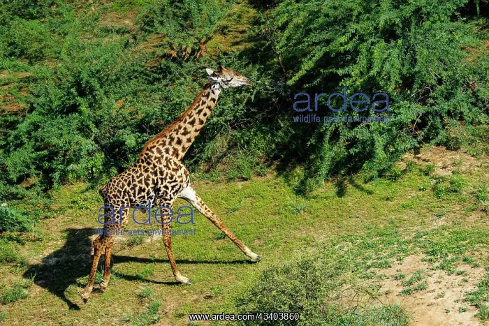 : Rift valley at Lake Magadi in Kenya with giraffe : Rift valley at Lake Magadi in Kenya with giraffe