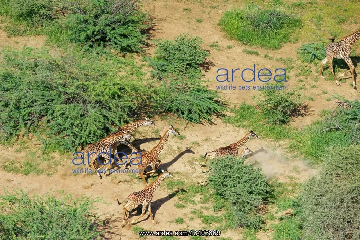 : Rift valley at Lake Magadi in Kenya with giraffe : Rift valley at Lake Magadi in Kenya with giraffe