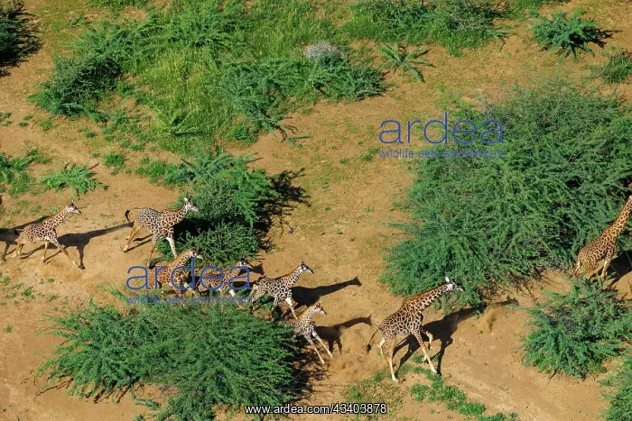 : Rift valley at Lake Magadi in Kenya with giraffe : Rift valley at Lake Magadi in Kenya with giraffe