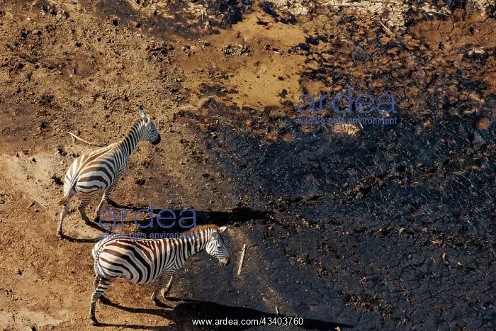 : Rift valley at Lake Magadi in Kenya with plains zebra : Rift valley at Lake Magadi in Kenya with plains zebra
