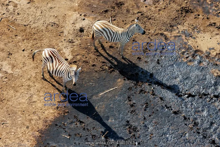 : Rift valley at Lake Magadi in Kenya with plains zebra : Rift valley at Lake Magadi in Kenya with plains zebra