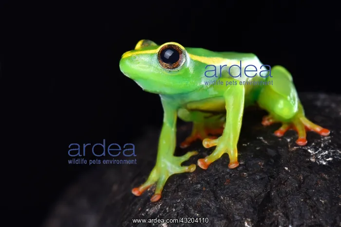 : Riggenbach's reed frog (Hyperolius riggenbachi) : Riggenbach's reed frog (Hyperolius riggenbachi)