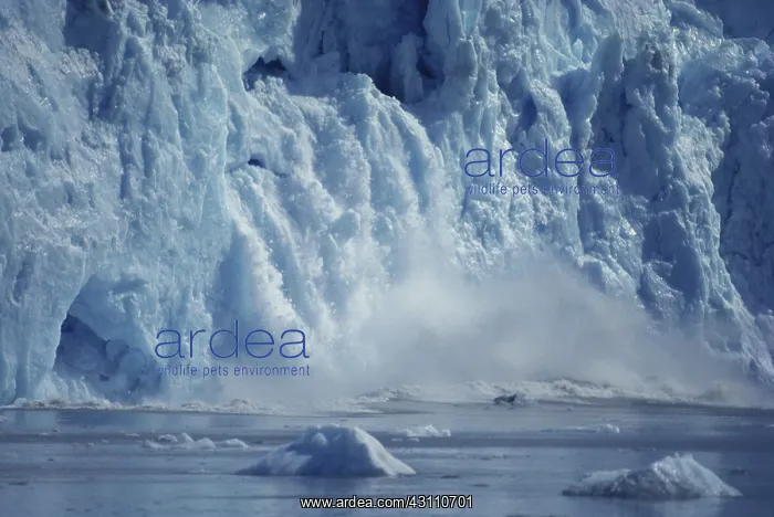 : Riggs Glacier, Calving : Riggs Glacier, Calving
