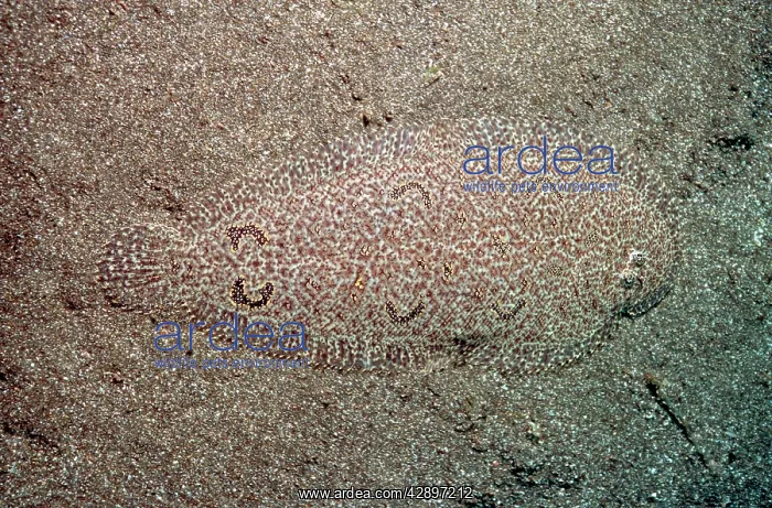 : Righteye FLOUNDER - camouflaged on seabed : Righteye FLOUNDER - camouflaged on seabed