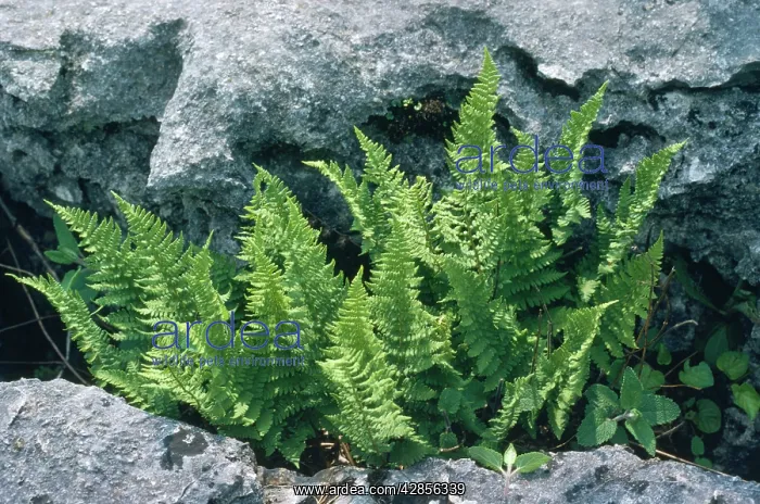 : Rigid Buckler Fern - limestone pavement rarity : Rigid Buckler Fern - limestone pavement rarity