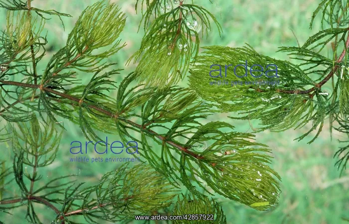 : Rigid Hornwort - Aquatic Flower : Rigid Hornwort - Aquatic Flower