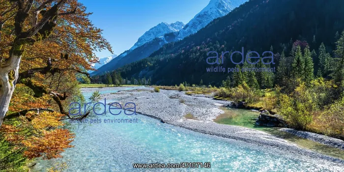 : Riibach, near Hinterrii, Karwendel Mountains, Tyrol : Riibach, near Hinterrii, Karwendel Mountains, Tyrol