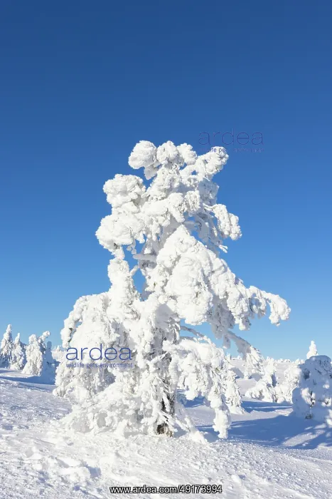 : Riisitunturi Winter : Riisitunturi Winter