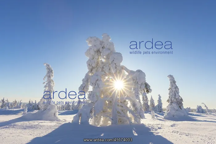 : Riisitunturi Winter : Riisitunturi Winter