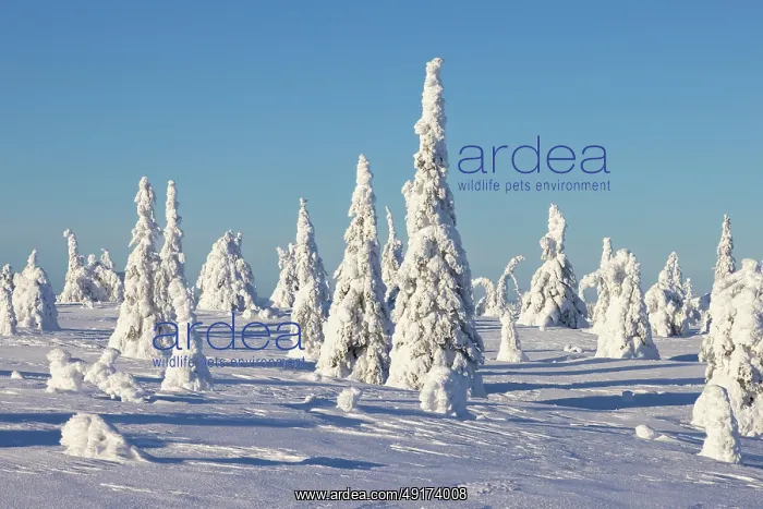 : Riisitunturi Winter : Riisitunturi Winter