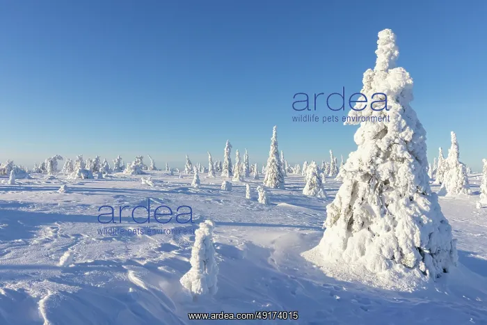 : Riisitunturi Winter : Riisitunturi Winter