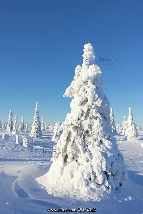 : Riisitunturi Winter : Riisitunturi Winter