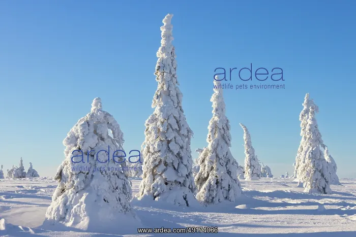 : Riisitunturi Winter : Riisitunturi Winter