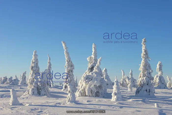 : Riisitunturi Winter : Riisitunturi Winter