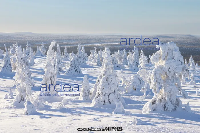 : Riisitunturi Winter : Riisitunturi Winter