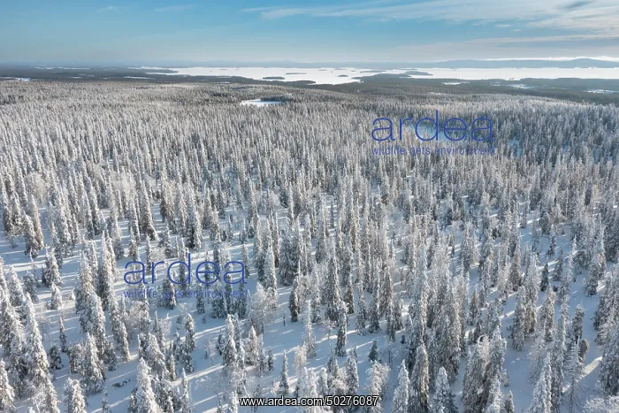 : Riisitunturi Winter : Riisitunturi Winter