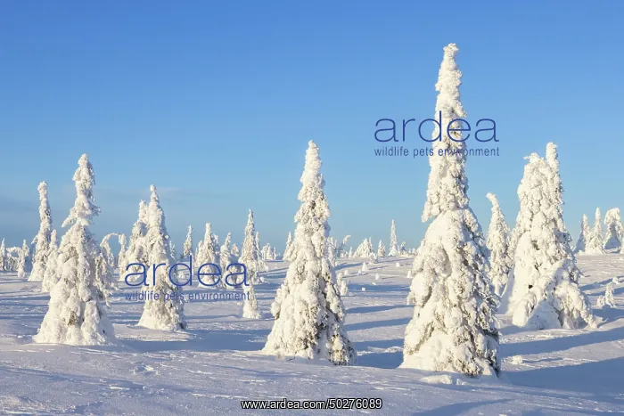  : Riisitunturi Winter